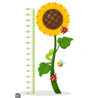 ستكرز حائط قياس طول الطفل 6/25 -  عباد الشمس